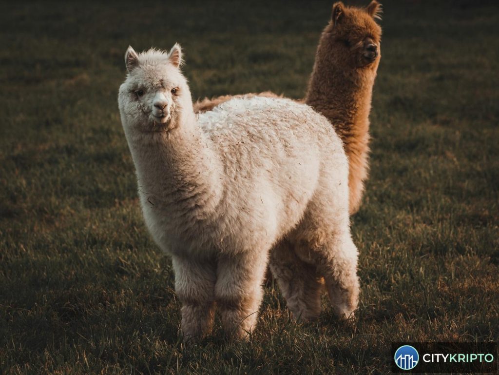 Alpaca привлёк $135 млн на токенизированные акции