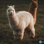Брокер Alpaca привлёк $135 млн на инфраструктуру токенизированных акций