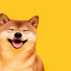 Shiba Inu взлетает на 36%: южнокорейские трейдеры разгоняют загадочный рост