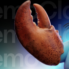 Walrus решает проблему долговременной памяти ИИ-агентов с MemWal, OpenClaw и NemoClaw